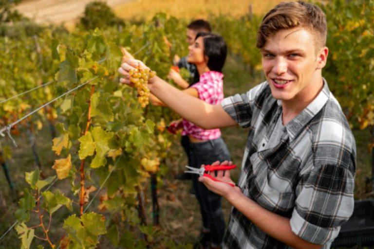 Embauche de travailleurs saisonniers agricoles : rappels utiles