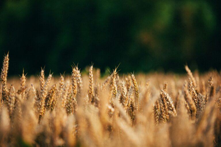 Plan CASI 2026 : quelles aides pour l'agriculture ?